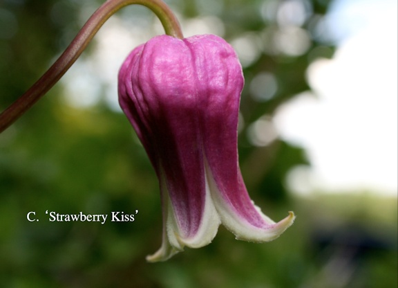 C. 'Strawberry Kiss'©Mia Broder