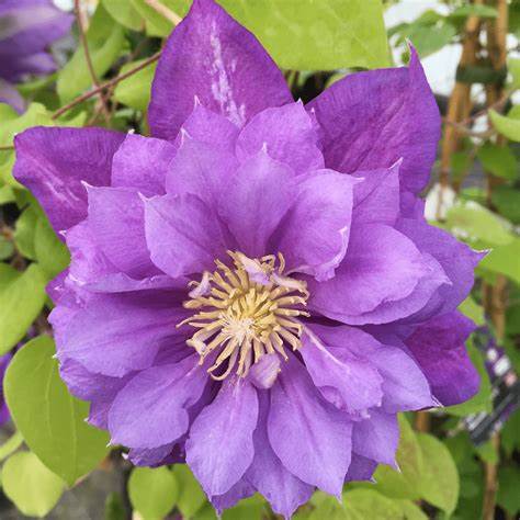 Clematis Kiri Te Kanawa