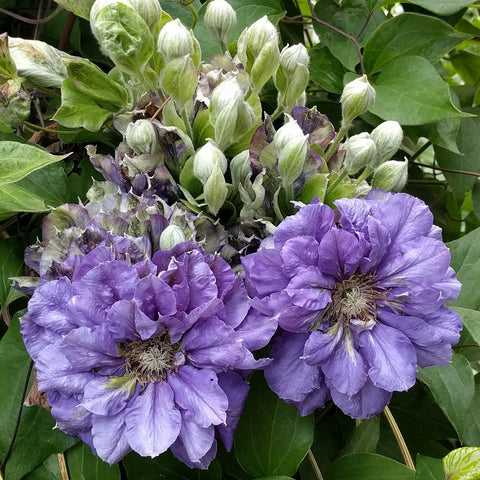 Clematis Kiri Te Kanawa