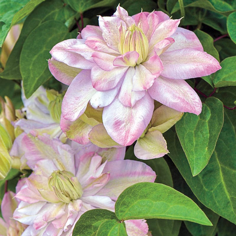 Clematis Innocent Blush