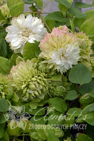 Clematis 'Midori'