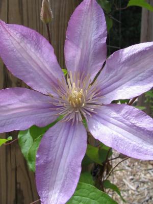 Clematis Proteus single