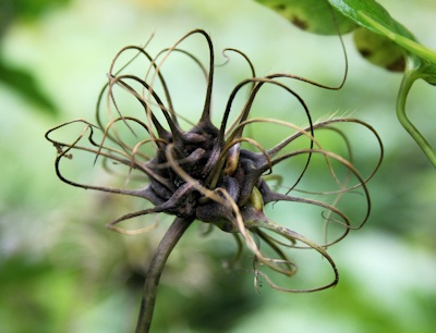 C. 'Strawberry Kiss' seed head©Mia Broder