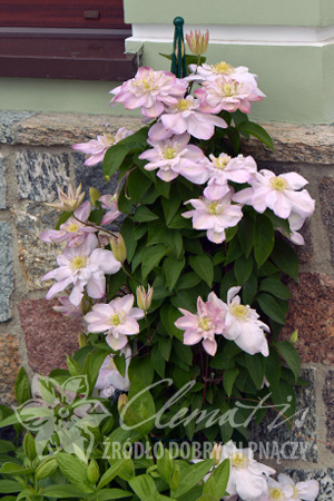 Clematis 'Innocent Blush' PBR