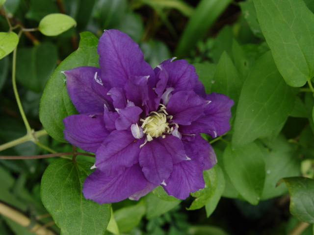 Clematis 'Kiri Te Kanawa'©Ton Hannink