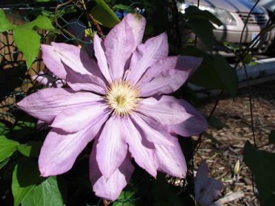 Clematis Proteus double