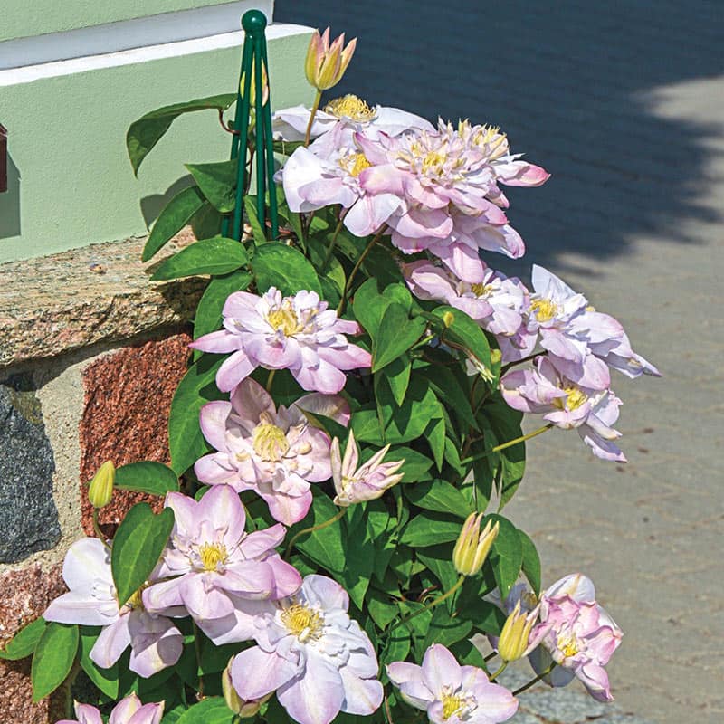 Clematis Innocent Blush