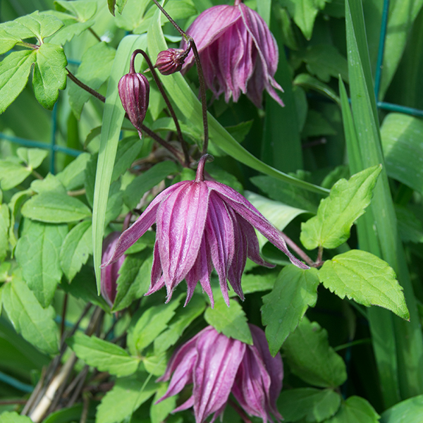 Clematis 'Purple Dream' | SlovenskeTrvalky.sk