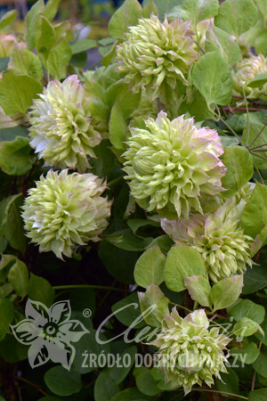 Clematis 'Midori'