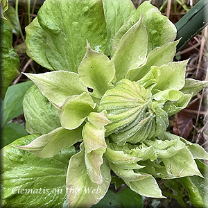 Clematis photograph