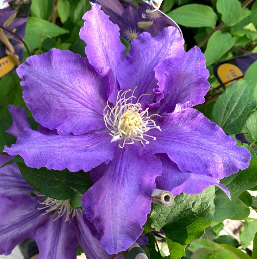 Clematis Lasurstern close up