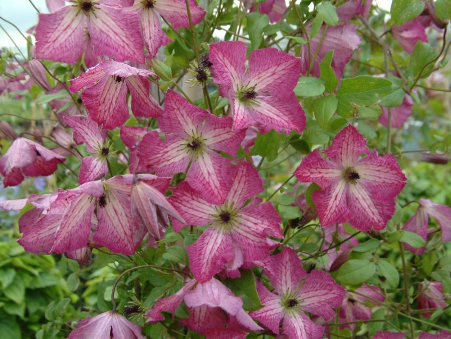 clematis I am Happy close up