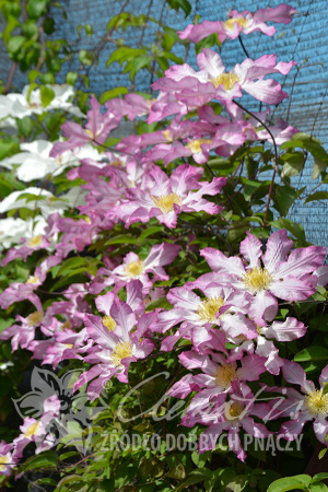Clematis 'Frau Susanne'