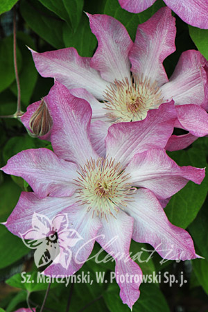 Clematis 'Rooran' 
