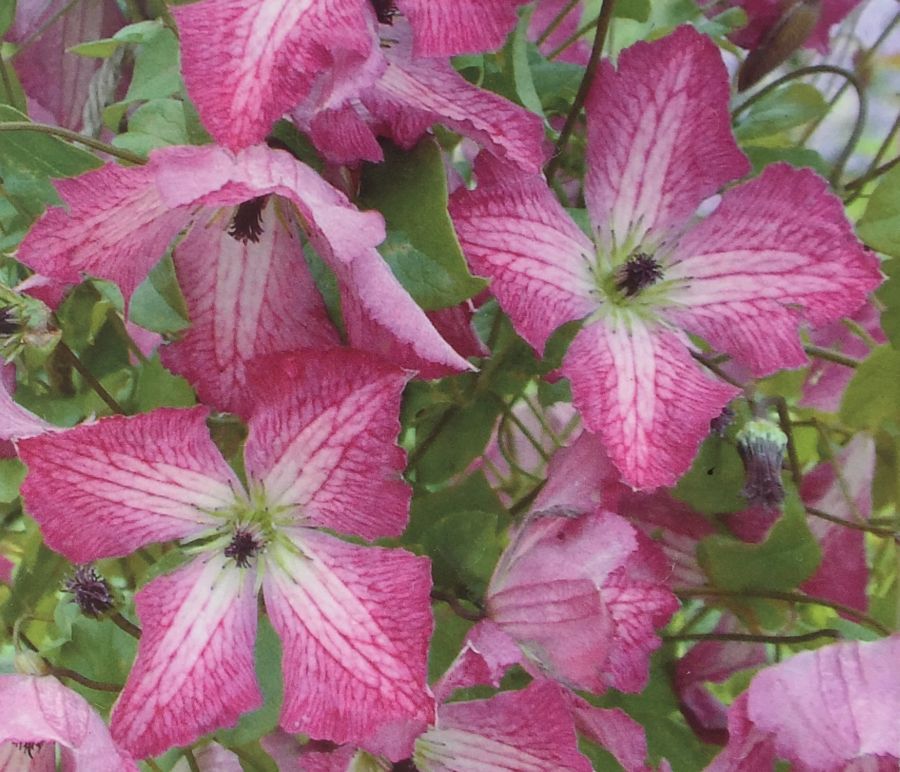 clematis I am Happy 
