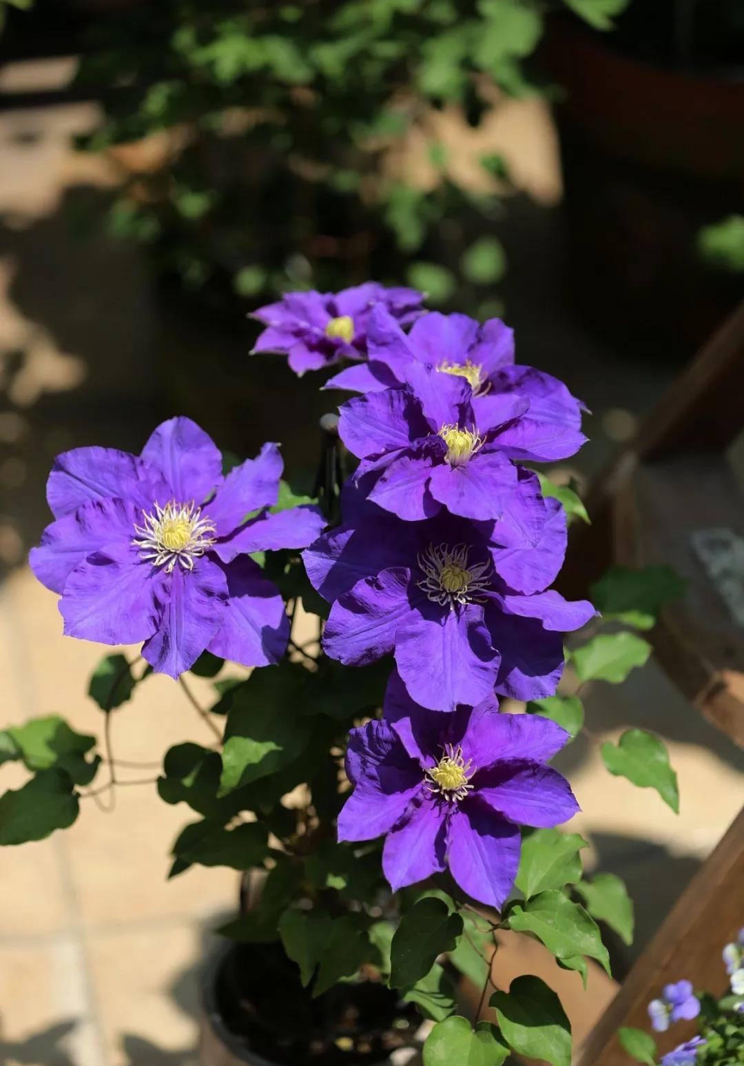 铁线莲——翠鸟 