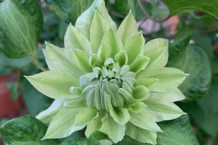 风之森林铁线莲