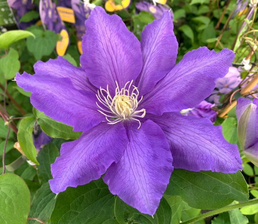 Clematis Lasurstern 