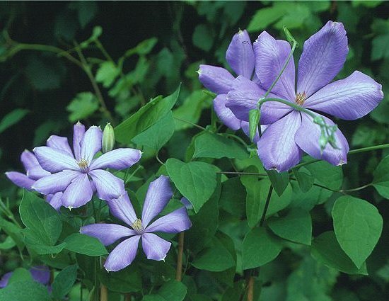 Clematis 'Mrs. Cholmondeley'©K.Woolfenden