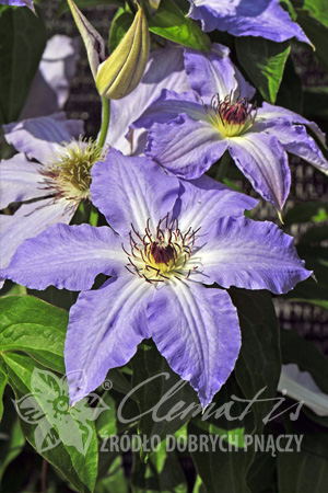 Clematis 'Laura'