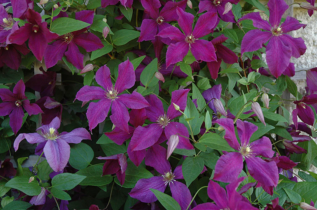 Clematis 'Polish Spirit' (LL)