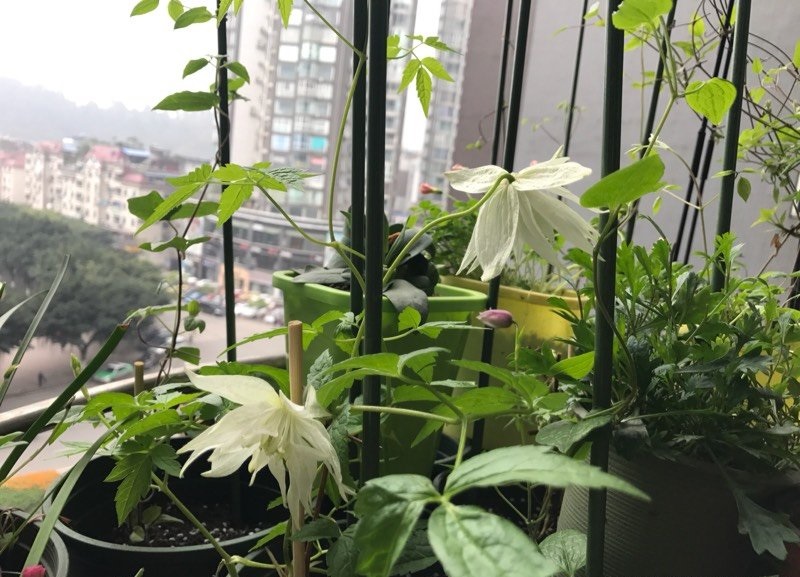 铁线莲——白色高压 Alpina Plena 