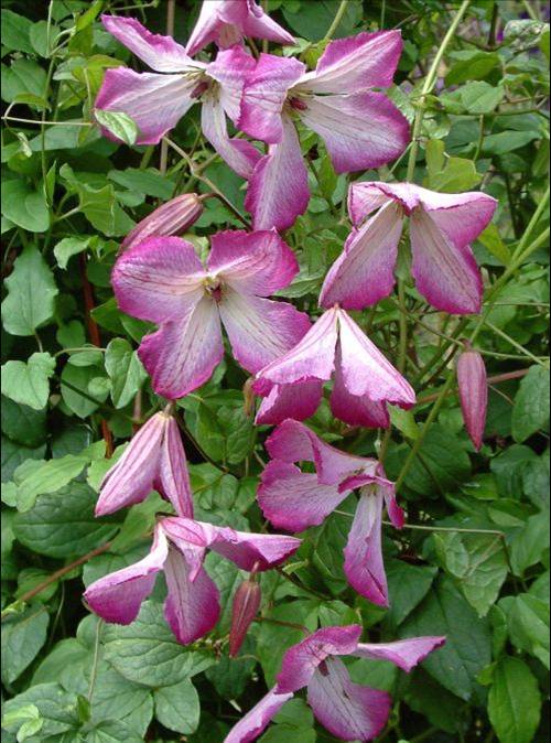 Clematis viricella I am lady Q