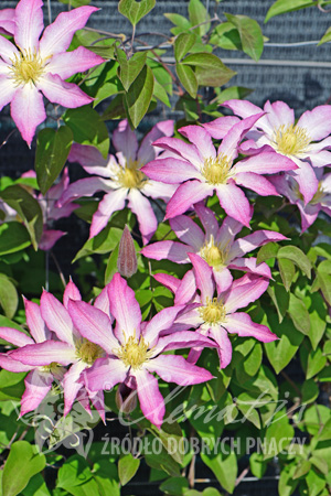 Clematis 'Frau Susanne'