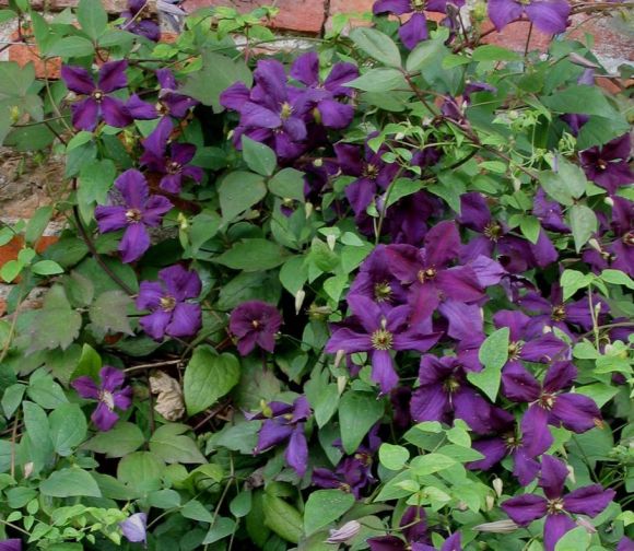 Clematis viticella Polish Spirit garden situation
