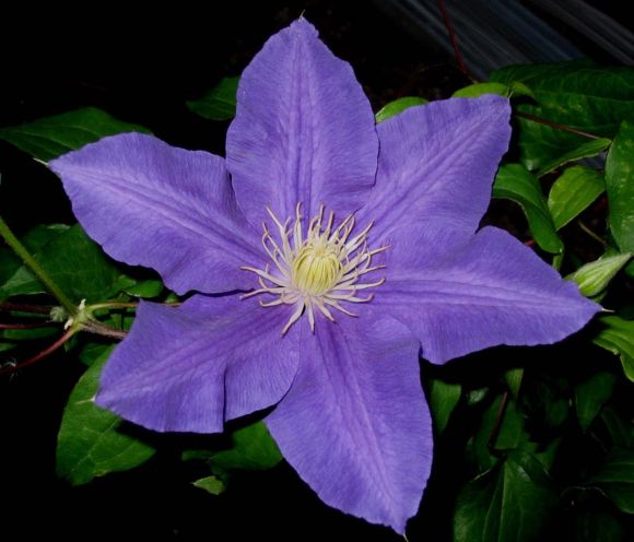 Clematis Lasurstern old pic close up