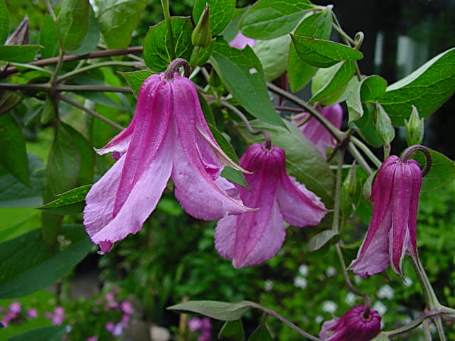 Clematis 'Alionushka'©Ton Hannink