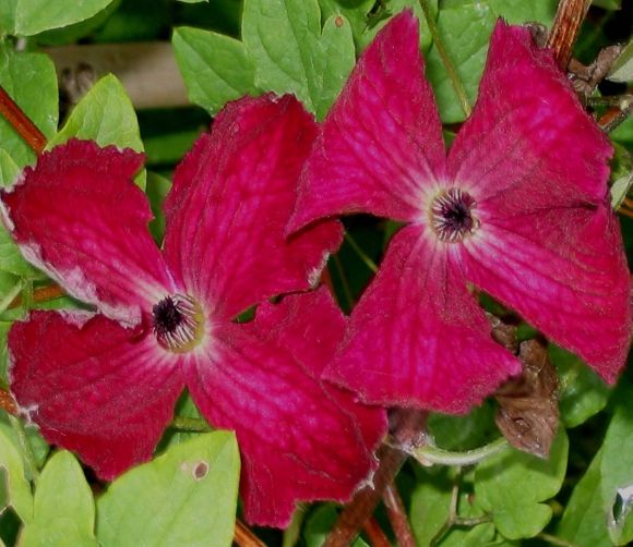 Clematis viticella Kermesina nice pair