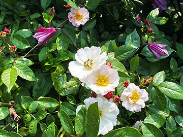 Clematis 'Alionushka'©Ton Hannink