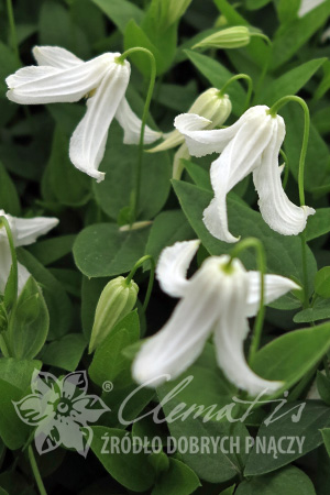 Clematis integrifolia 'Alba'