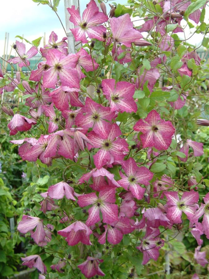 clematis I am Happy mass shot
