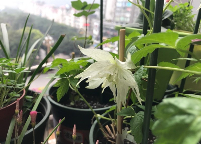 铁线莲——白色高压 Alpina Plena 