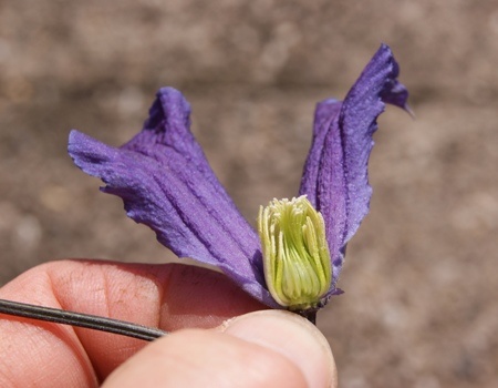 C. × diversifolia 'Eriostemon'©Wim Snoeijer