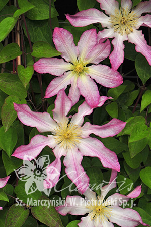 Clematis 'Frau Susanne'