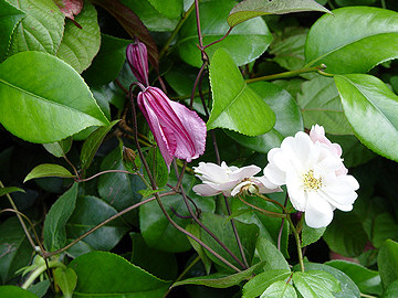 Clematis 'Alionushka'©Ton Hannink