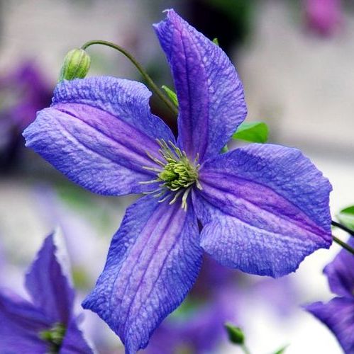 铁线莲——艾米莉亚花盘 Emilia Plater