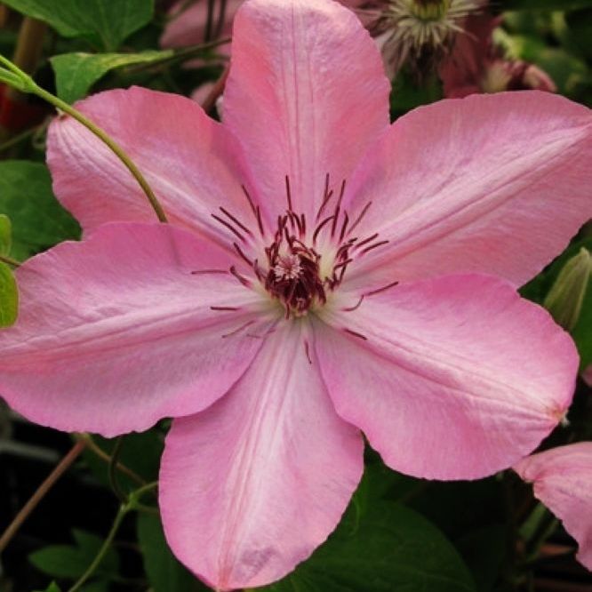 铁线莲——别致 Bieszczady