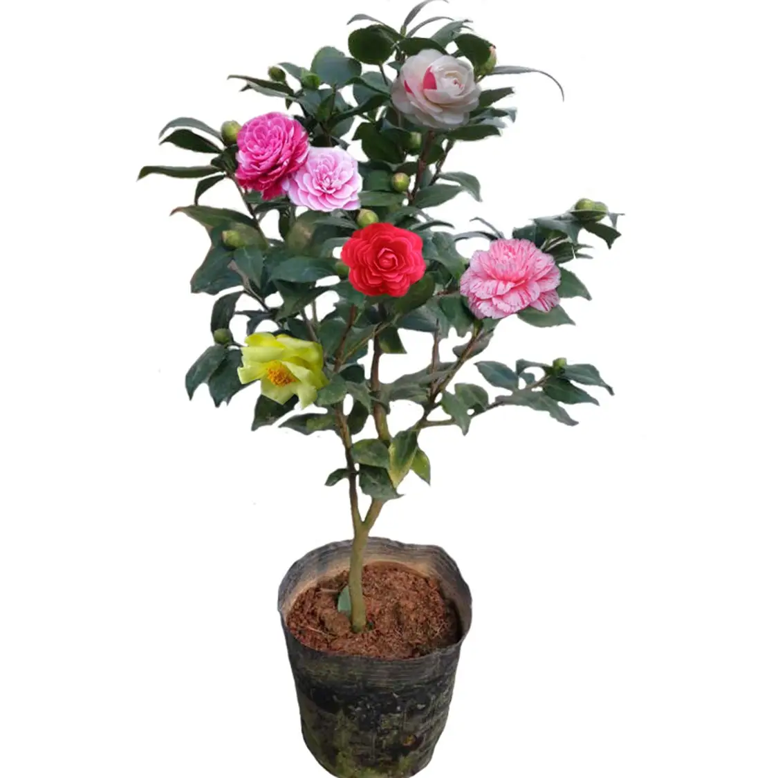src=http%3A%2F%2Fimg.alicdn.com%2Fi2%2F2984521351%2FO1CN01AjlYEz1LqnfbyAXTe_%21%212984521351.jpg&refer=http%3A%2F%2Fimg.alicdn.webp