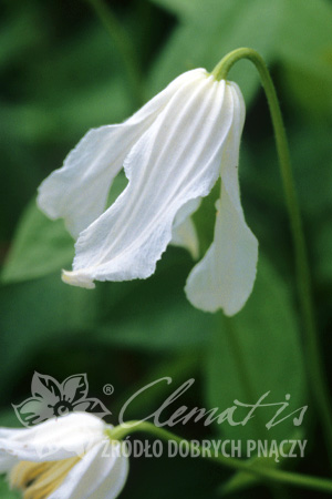 Clematis integrifolia 'Alba'