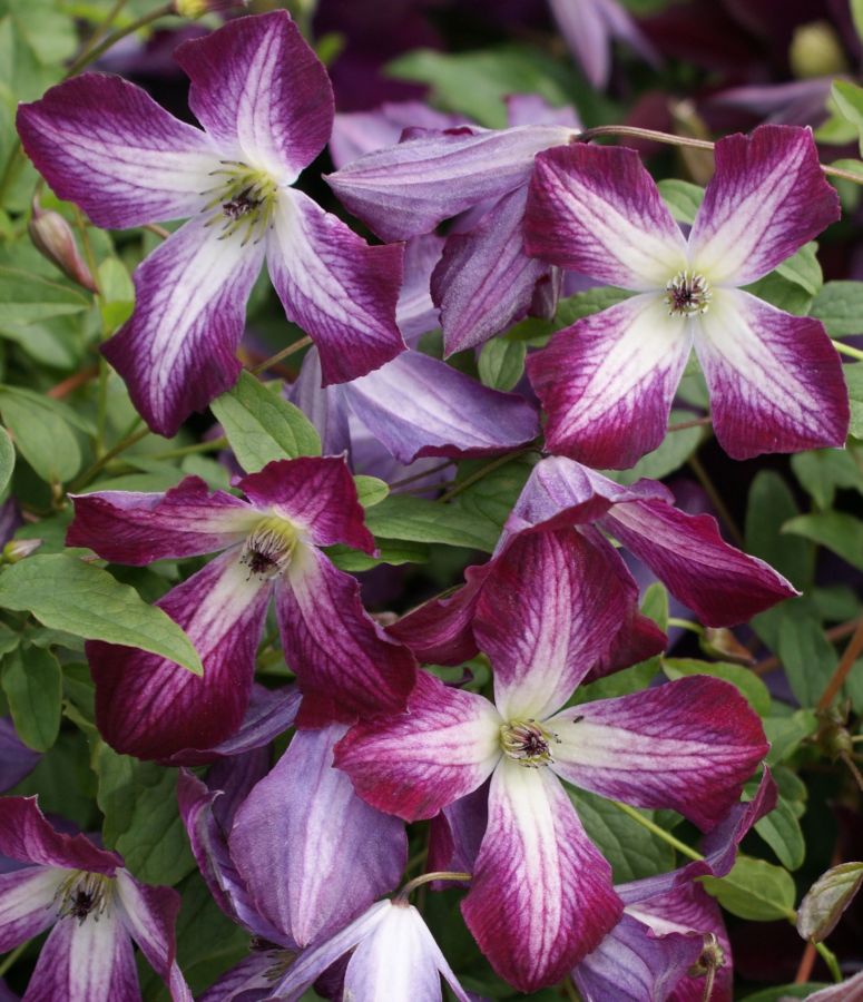 Clematis viticella Walenburg nice 2 tone colours