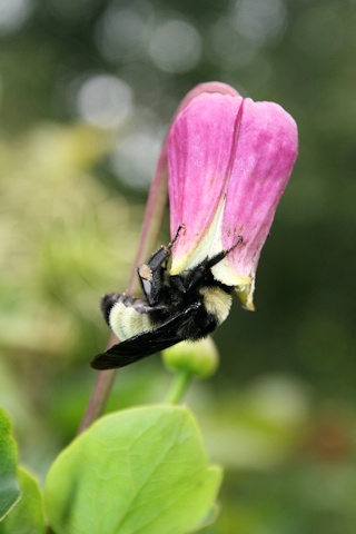 C. 'Strawberry Kiss' and bee©Mia Broder