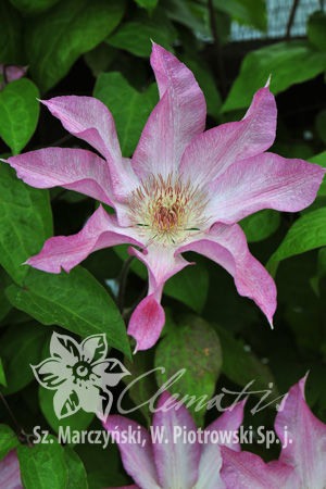 Clematis 'Rooran' 