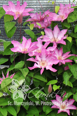 Clematis 'Rooran' 