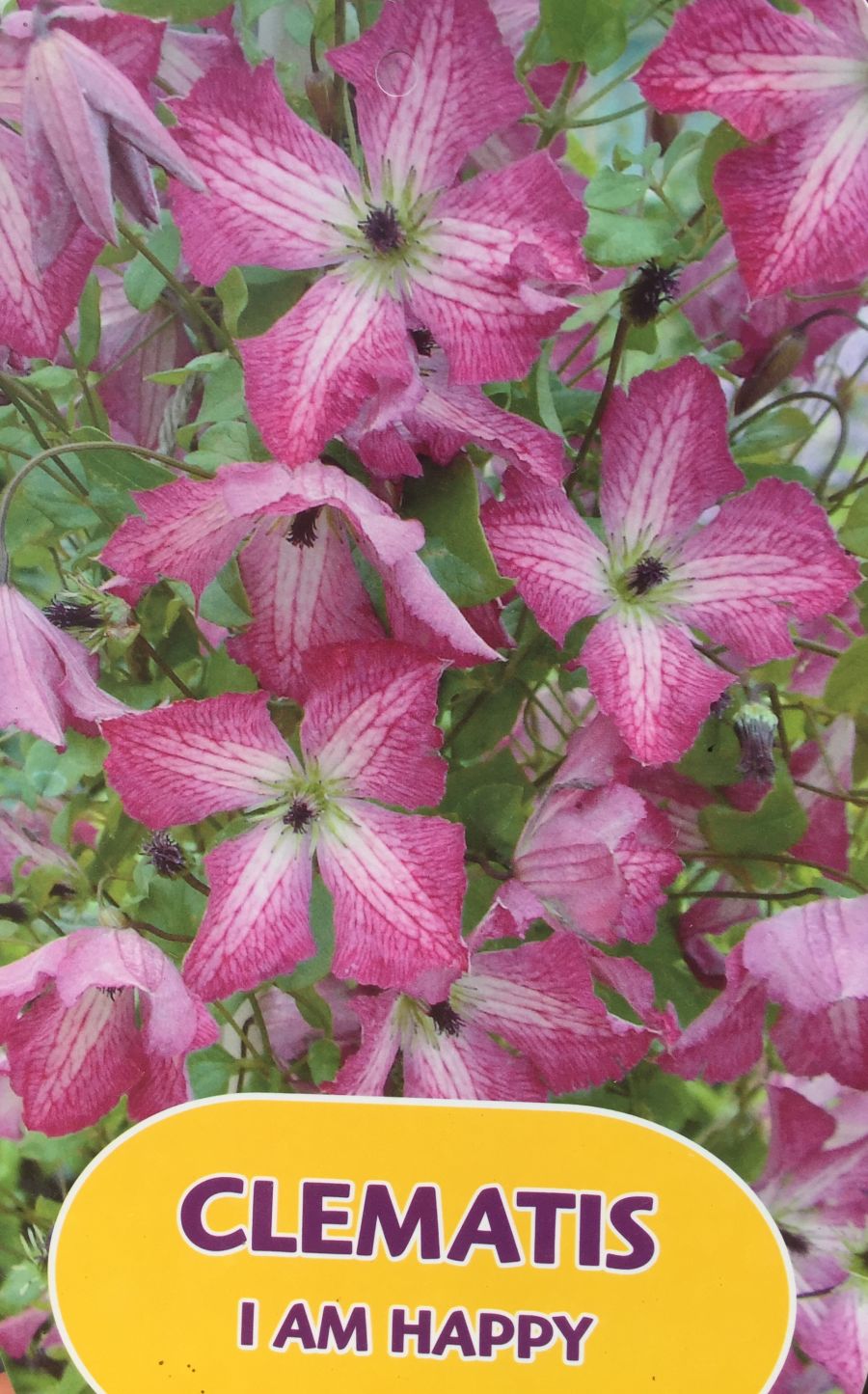 clematis I am Happy label