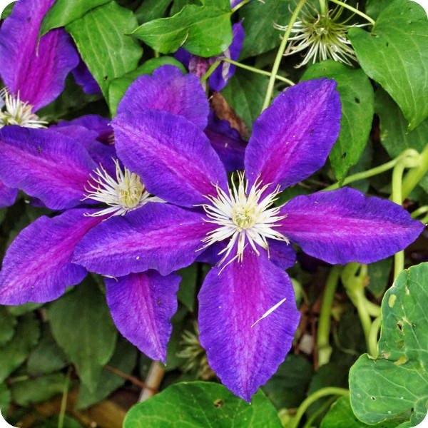 clematis_the_vagabond