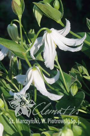 Clematis integrifolia 'Alba'